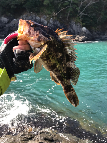 タケノコメバルの釣果