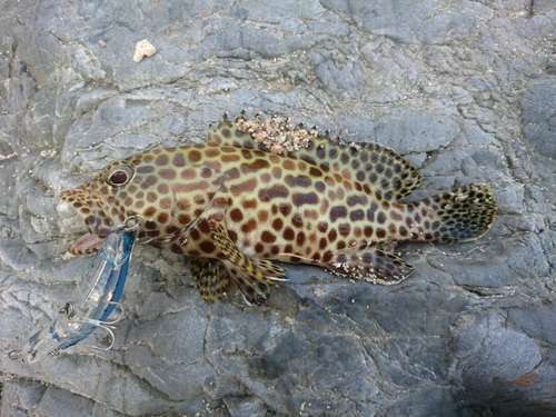 カンモンハタの釣果