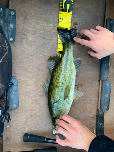 ブラックバスの釣果