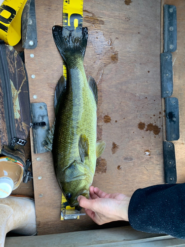 ブラックバスの釣果