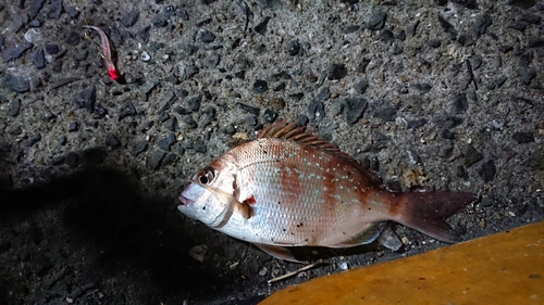 タイの釣果