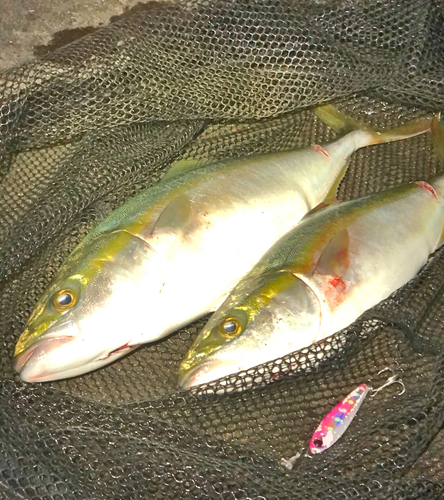 ハマチの釣果