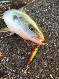 ハマチの釣果