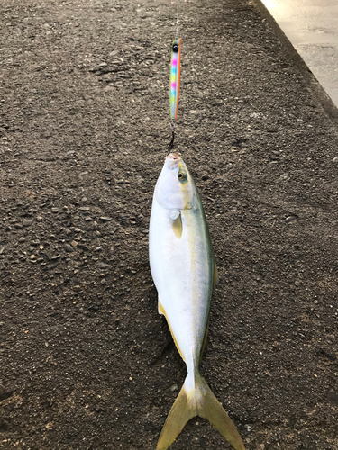 ハマチの釣果