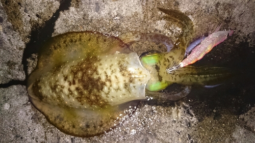 アオリイカの釣果