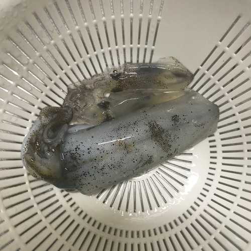 ヒイカの釣果