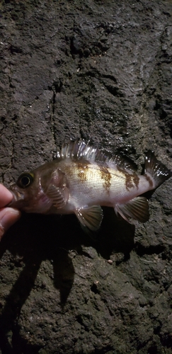 シロメバルの釣果