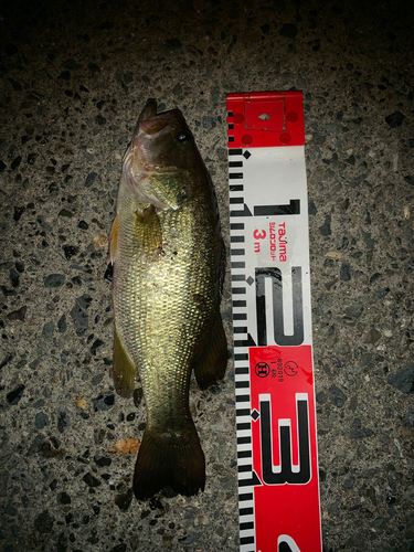 ブラックバスの釣果