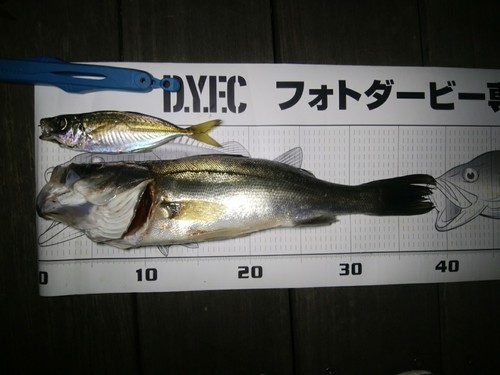 セイゴ（マルスズキ）の釣果