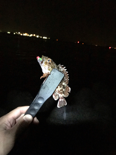 タケノコメバルの釣果