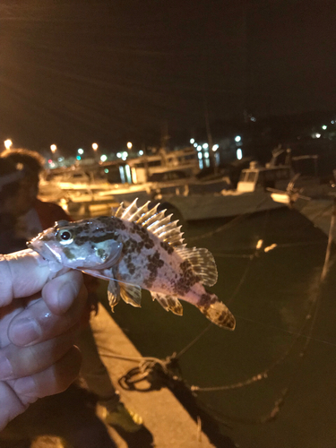 タケノコメバルの釣果