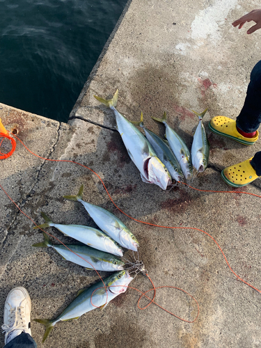 イナダの釣果