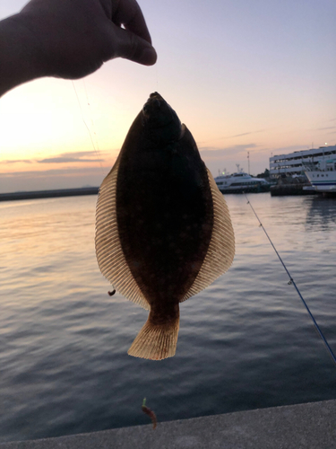 カレイの釣果