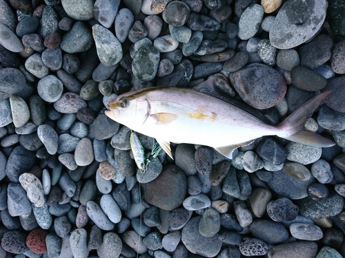 カンパチの釣果