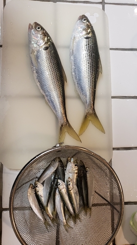 コノシロの釣果