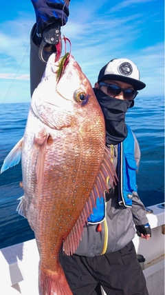 マダイの釣果