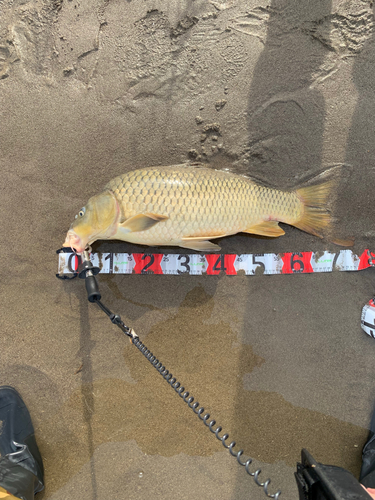 ニゴイの釣果