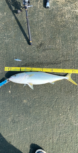 ワラサの釣果