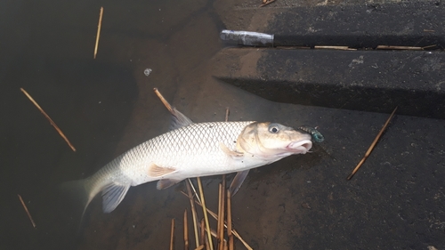 ニゴイの釣果