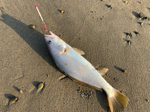 ニベの釣果