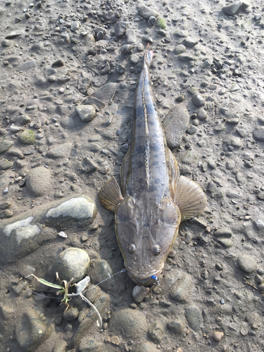 マゴチの釣果