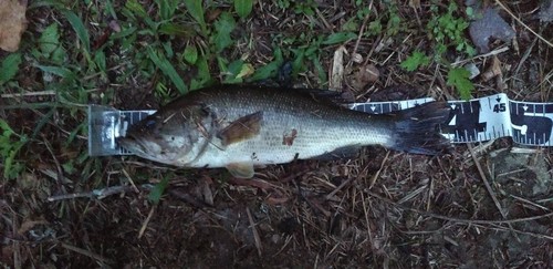 ブラックバスの釣果