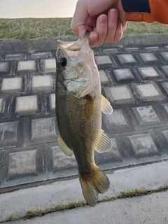 ラージマウスバスの釣果