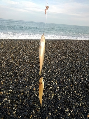 シロギスの釣果