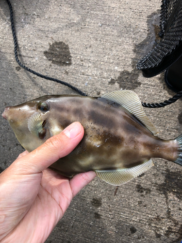 カワハギの釣果