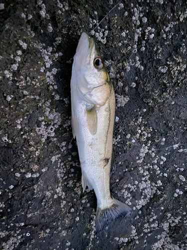 セイゴ（マルスズキ）の釣果