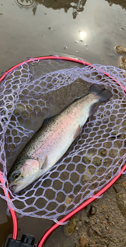 ニジマスの釣果