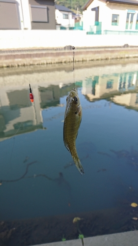 ブルーギルの釣果