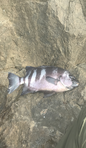 イシダイの釣果