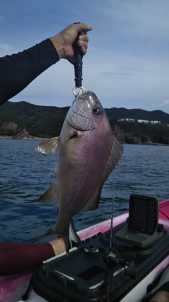 コロダイの釣果