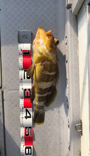 アオハタの釣果