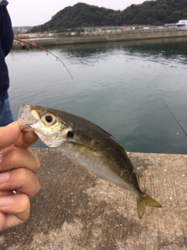 マアジの釣果