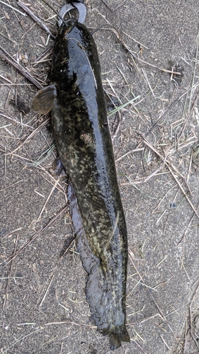 ニホンナマズの釣果