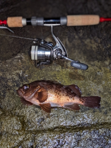 クロメバルの釣果