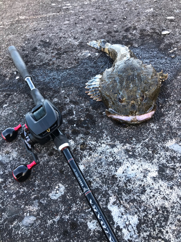 カジカの釣果