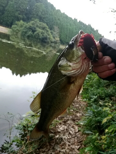 ラージマウスバスの釣果