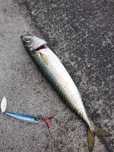 サバの釣果