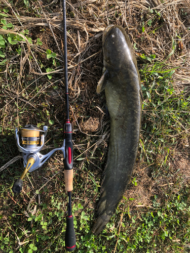 ナマズの釣果