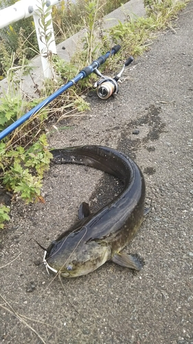 ナマズの釣果