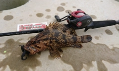 ベッコウゾイの釣果