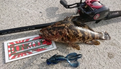 ベッコウゾイの釣果