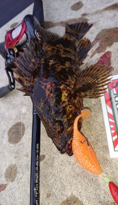 ベッコウゾイの釣果