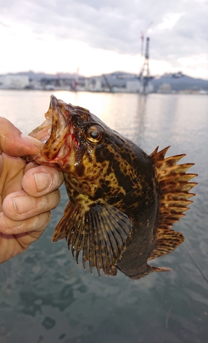 ベッコウゾイの釣果