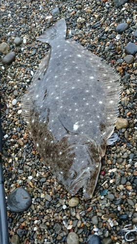 ヒラメの釣果