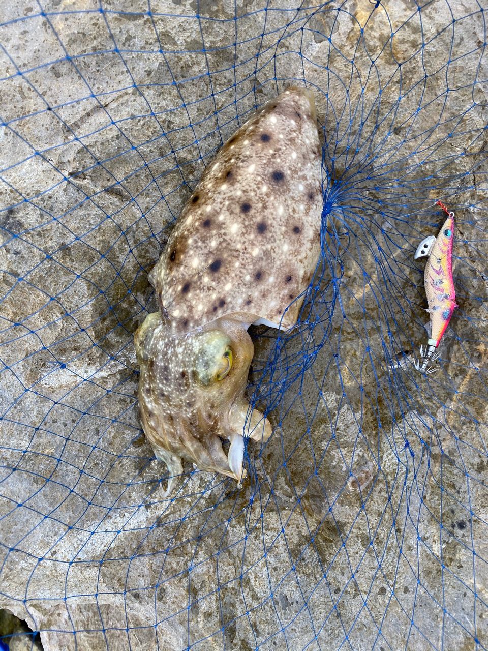 コウイカの釣果写真