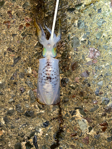 アオリイカの釣果